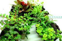  driftwood + water plants planting 2 kind ( red series + green series )[5 piece ]