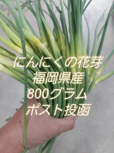 にんにくの芽800g