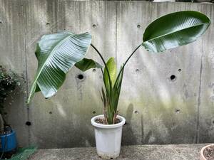 直接のお引取歓迎 Plant■ストレリチア・オーガスタ/観葉植物/125cm/葉60cm超え■大きな葉が出てきています