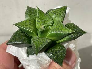 Plant■ツタンカーメン/ハオルチア ハオルシア Haworthia/W7.5cm■塊根植物/観葉植物/コーデックス/サボテン/多肉植物