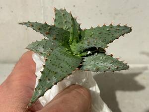 Plant■アロエ カスティロニアエ ハイブリッドAloe Castilloniae Hybrid/W9.5cm■塊根植物/観葉植物/コーデックス/サボテン/多肉植物