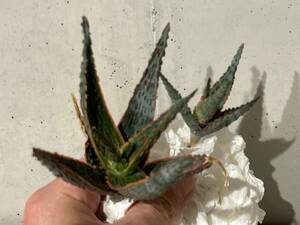 Plant■アロエ ドラキュラズ ブロッドAloe Dracula's Blood/2株 W8.5/5.2cm■塊根植物/観葉植物/コーデックス/サボテン/多肉植物