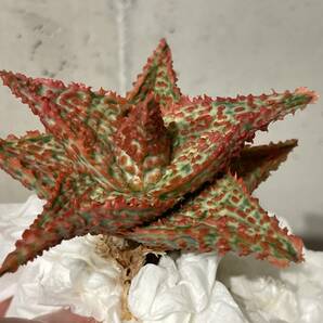 Plant■アロエ ハイブリッド 赤 Aloe Hybrid W7cm■塊根植物/観葉植物/コーデックス/サボテン/多肉植物の画像2
