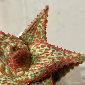 Plant■アロエ ハイブリッド 赤 Aloe Hybrid W7cm■塊根植物/観葉植物/コーデックス/サボテン/多肉植物の画像5
