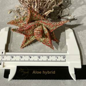Plant■アロエ ハイブリッド 赤 Aloe Hybrid W7cm■塊根植物/観葉植物/コーデックス/サボテン/多肉植物の画像8
