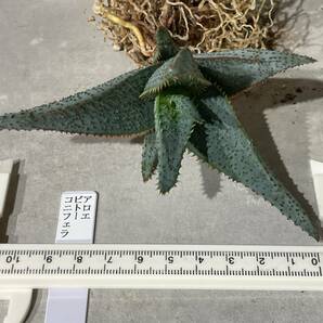 Plant■アロエ ビトー×コニフェラ Aloe Vito Conifera W11cm■塊根植物/観葉植物/コーデックス/サボテン/多肉植物の画像1