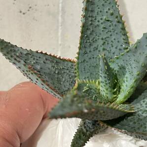 Plant■アロエ ビトー×コニフェラ Aloe Vito Conifera W11cm■塊根植物/観葉植物/コーデックス/サボテン/多肉植物の画像5