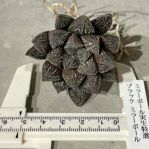 Plant■実生特選 ブラックミラーボール ハオルチアHaworthia 'Mirrorball' 5.1cm■塊根植物/観葉植物/コーデックス/サボテン/多肉植物の画像8