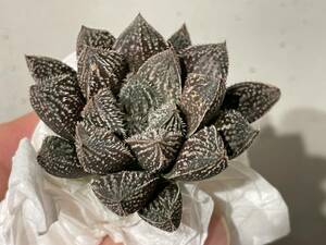 Plant■実生特選 ブラックミラーボール ハオルチアHaworthia 'Mirrorball' 5.1cm■塊根植物/観葉植物/コーデックス/サボテン/多肉植物