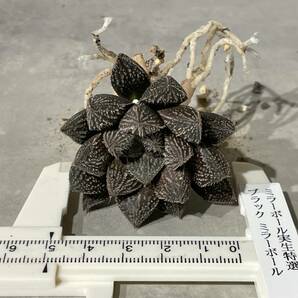 Plant■実生特選 ブラックミラーボール ハオルチアHaworthia 'Mirrorball' 5.1cm■塊根植物/観葉植物/コーデックス/サボテン/多肉植物の画像9