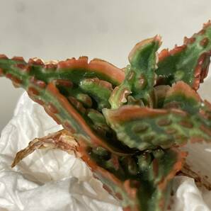 Plant■アロエ ハイブリッド Aloe Hybrid W4cm■塊根植物/観葉植物/コーデックス/サボテン/多肉植物②の画像1