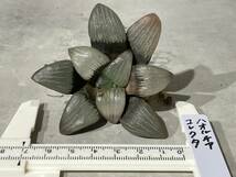 Plant■ハオルチア コレクタ ハオルシア Haworthia correcta W7.5cm■塊根植物/観葉植物/コーデックス/サボテン/多肉植物_画像1