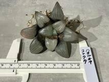 Plant■ハオルチア コレクタ ハオルシア Haworthia correcta W7.5cm■塊根植物/観葉植物/コーデックス/サボテン/多肉植物_画像9