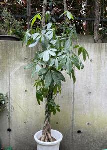 直接のお引取歓迎 Plant■パキラ・アクアティカ 観葉植物/175cm■幹の途中からも枝を広げ葉をつけたワイルドな個体