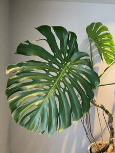  direct taking over welcome Plant# monstera telisio-sa/ decorative plant /180cm/ leaf 65cm super # hole. huge . leaf . bend. go in ..... root 