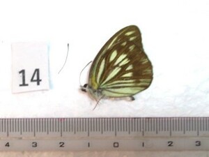 蝶三角紙標本　Mt.Gedeの蝶　⑭　インドネシア産　1ex　