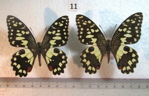 蝶標本　オナシアゲハ　⑪　フィリピン産　1ペア