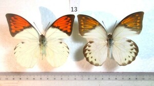 蝶標本　ツマベニチョウ　⑬　インドネシア産　1ペア