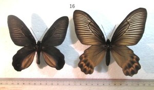 蝶標本　ディクソニイアケボノアゲハ　⑯　インドネシア産　1ペア