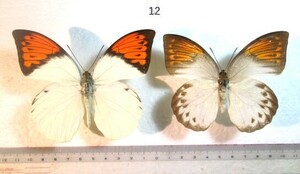 蝶標本　ツマベニチョウ　⑫　インドネシア産　1ペア