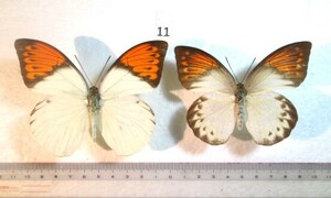 蝶標本　ツマベニチョウ　⑪　インドネシア産　1ペア