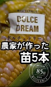 【5本】ドルチェドリーム スイートコーン とうもろこし 黄白 苗 野菜苗