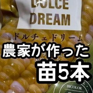 【5本】ドルチェドリーム スイートコーン とうもろこし 黄白 苗 野菜苗