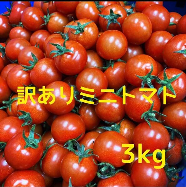 ミニトマト訳あり3kg