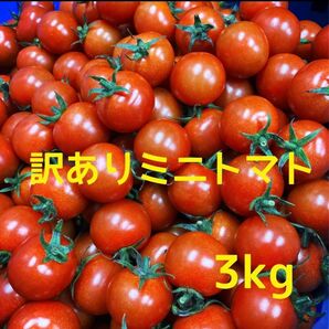 ミニトマト訳あり3kg