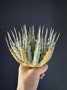  agave yutaensise Boris pina beautiful stock 