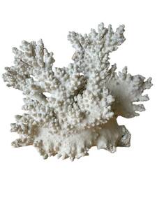 白珊瑚 サンゴ珊瑚礁 飾り 30×30×15 2,7kg インテリア ディスプレイ オブジェ 置物 水槽 アクアリウム