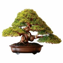 送料\140【BONSAI-TREE・盆栽エアーフレッシュナー／３枚】※《OSAKA BUBBLE GUM》　盆栽エアフレ　AIR FRESHENER_画像4