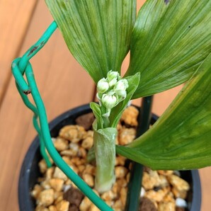 《ワビスケ紅白花》① 地えびね コウズエビネ  ニオイエビネ えびね蘭 山野草 の画像2