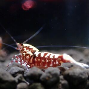 【Veraus-shrimp】抱卵1+雄1匹 No.Ⅰ/16mm程度/若個体/レッドギャラクシーの画像8