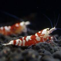【Veraus-shrimp】雌1匹+雄1匹　No.Ⅰ/16mm程度/レッドファンシータイガー_画像7