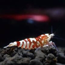 【Veraus-shrimp】雌1匹+雄1匹　No.Ⅰ/16mm程度/レッドファンシータイガー_画像3