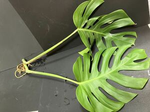 X78 モンステラ 斑入り トップ 発根済み ホワイトモンスター デリシオーサ variegata 白斑 Monstera deliciosa 売り切り