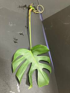 X67 モンステラ 斑入り 発根済み ホワイトモンスター デリシオーサ variegata 白斑 Monstera deliciosa 売り切り