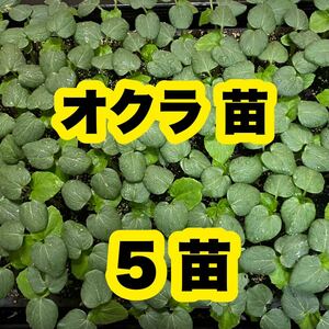 高知県産 オクラの苗 野菜 農家直送 夏野菜 Moy