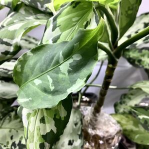 Aglaonema pictum tricolor “Deep Forest” アグラオネマ ディープフォレスト 厳選良株の画像3