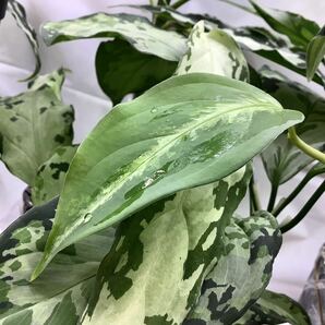 LA便ネームド：Aglaonema pictum “Nix” Aceh sumatera【LA0712-00】アグラオネマ ニクス 厳選良株 の画像5