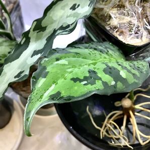 Aglaonema pictum tricolour アグラオネマ ピクタム トリカラー アンダマン ポートブレア北部地域産 厳選良株の画像3