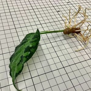 Aglaonema pictum tricolour アグラオネマ ピクタム トリカラー アンダマン ポートブレア北部地域産 厳選良株の画像5