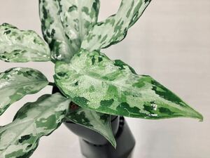 LA便ネームド：Aglaonema pictum tricolor “柳緑花紅” Aceh sumatera 【LA0913-1ss】アグラオネマ りゅうりょくかこう 厳選良株