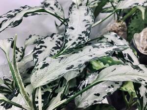 LA便ネームド交配：Aglaonema pictum 妖鳥 × 氷肌玉骨【LA00-f1-1/14】アグラオネマ ピクタム 厳選良株