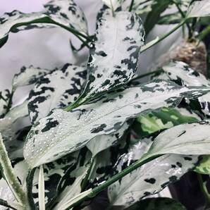 LA便ネームド交配：Aglaonema pictum 妖鳥 × 氷肌玉骨【LA00-f1-1/14】アグラオネマ ピクタム 厳選良株の画像1