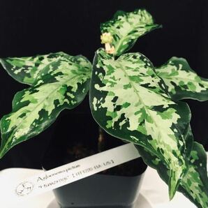 Aglaonema pictum ”Himorogi” 【FFF1220-f1A-1/5】 厳選交配良株の画像2