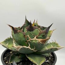 星空　Starry sky アガベ チタノタ 子株　Agave titanota 豆豆龍系列　ブツブツ　台湾　胴切り子株_画像2