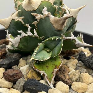 Lize 血統 株 アガベ チタノタ 大白鯊 ホホジロザメ Agave Titanota カキコ 子株 台湾産 の画像3