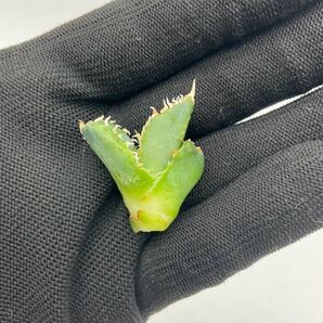 Lize 血統 株 アガベ チタノタ 大白鯊 ホホジロザメ Agave Titanota カキコ 子株 台湾産 の画像6